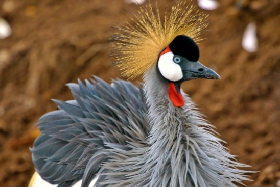 VISIT RWANDA WITH GOOD LIFE EXPERIENCES (128)
