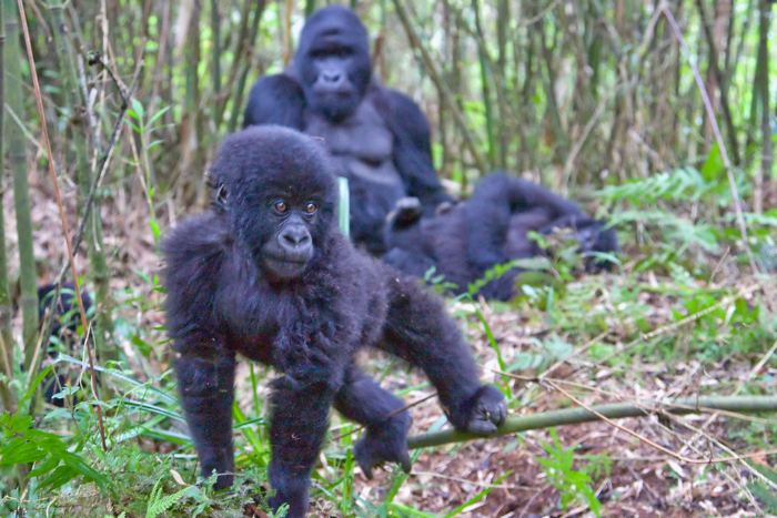 VISIT RWANDA WITH GOOD LIFE EXPERIENCES (132)