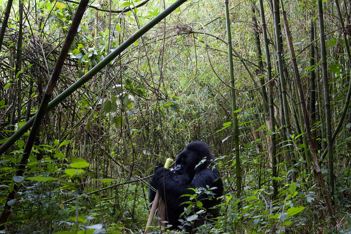 VISIT RWANDA WITH GOOD LIFE EXPERIENCES (137)