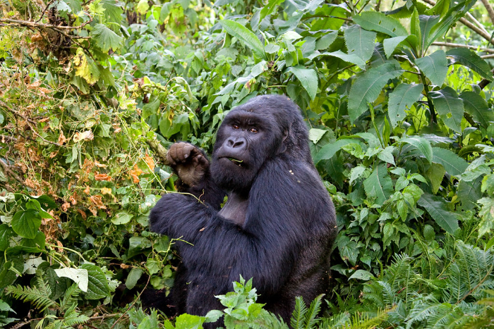 VISIT RWANDA WITH GOOD LIFE EXPERIENCES (144)