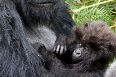 VISIT RWANDA WITH GOOD LIFE EXPERIENCES (166)
