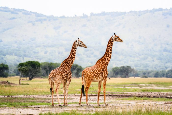 VISIT RWANDA WITH GOOD LIFE EXPERIENCES (181)