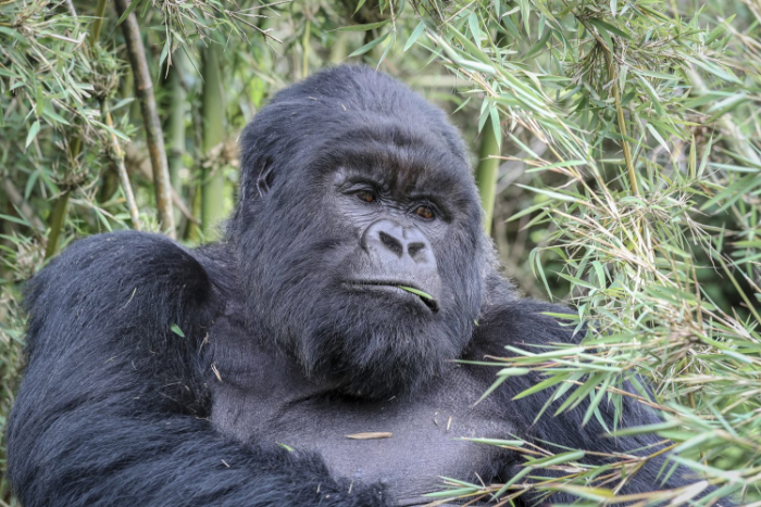 VISIT RWANDA WITH GOOD LIFE EXPERIENCES (19)