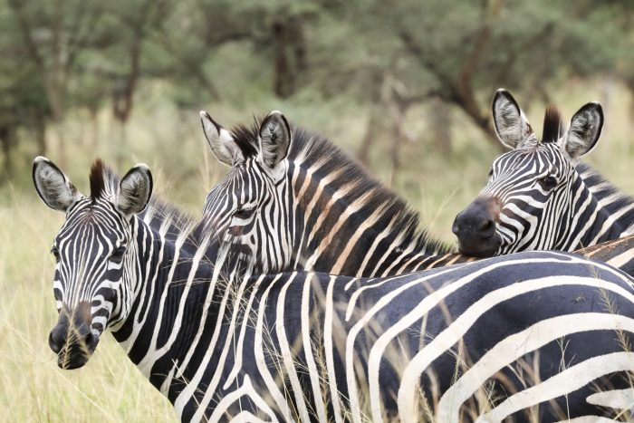 VISIT RWANDA WITH GOOD LIFE EXPERIENCES (22)