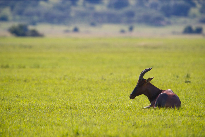 VISIT RWANDA WITH GOOD LIFE EXPERIENCES (55)