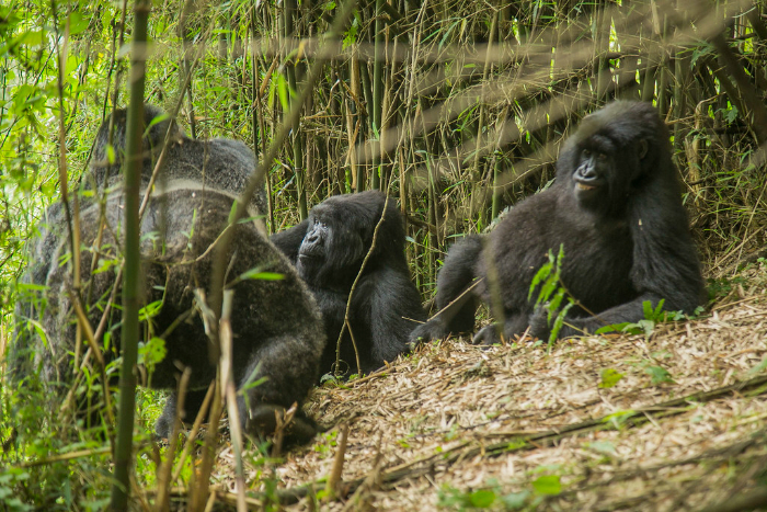VISIT RWANDA WITH GOOD LIFE EXPERIENCES (6)