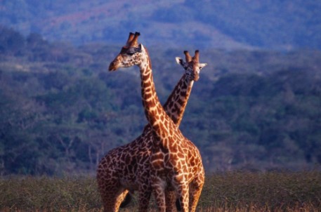 VISIT RWANDA WITH GOOD LIFE EXPERIENCES (66)