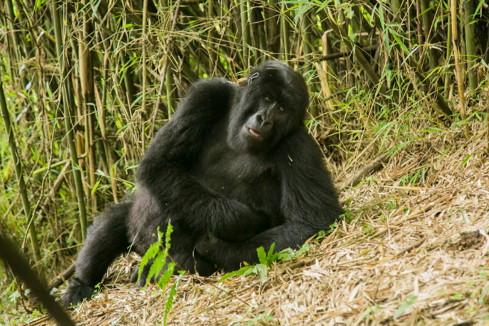 VISIT RWANDA WITH GOOD LIFE EXPERIENCES (7)