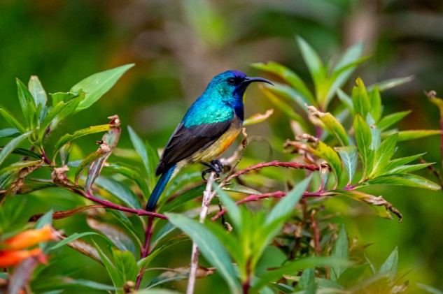 VISIT RWANDA WITH GOOD LIFE EXPERIENCES (83)